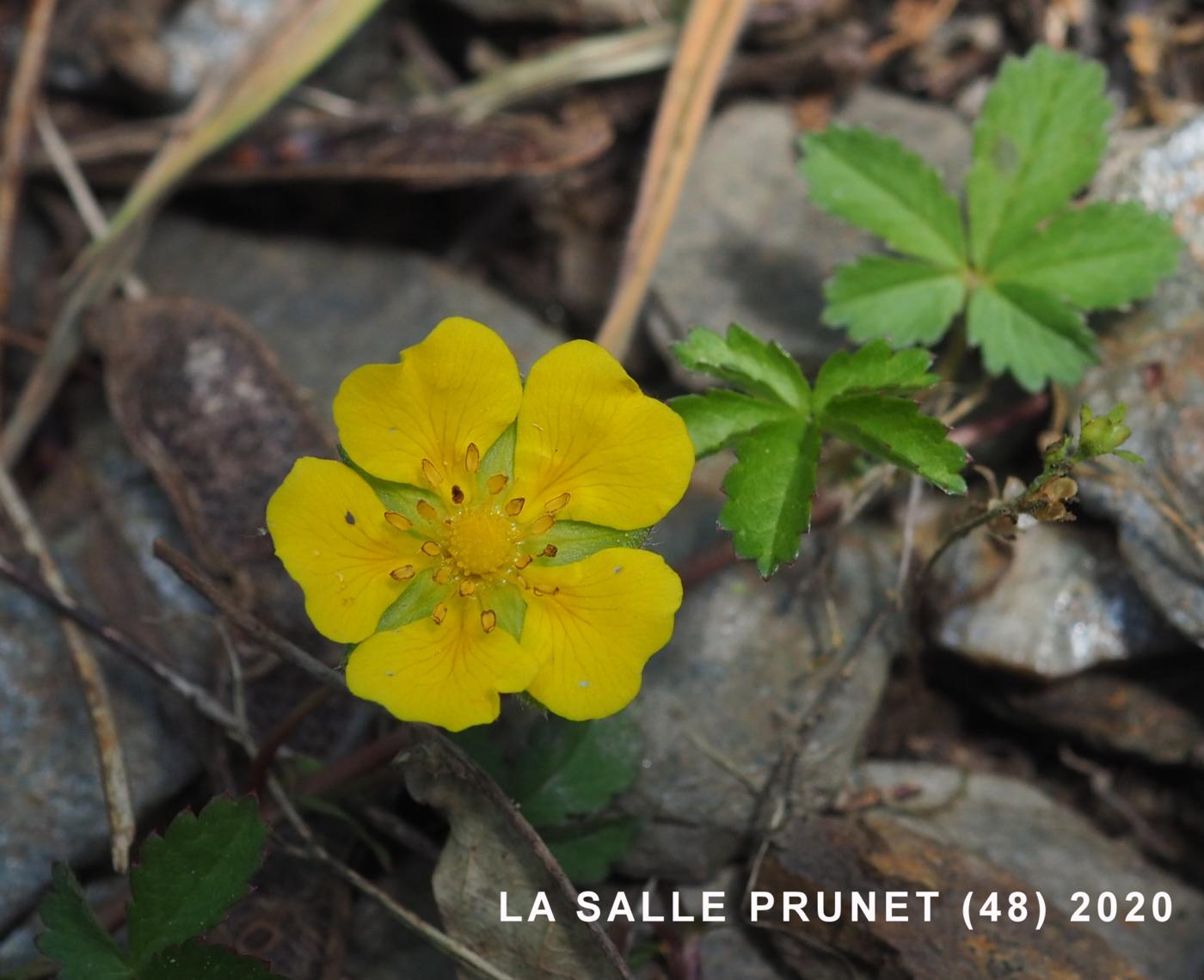 Cinqfoil, Creeping flower